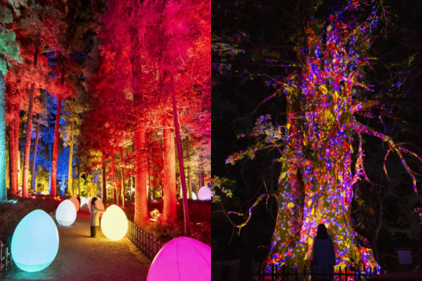 日本名園「偕樂園」的光影祭典！teamLab 在梅樹林中打造極美燈光體驗！