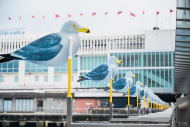 60 隻「海鷗」佔領維港，引入木村崇人作品打造港版日本瀨戶內美景！