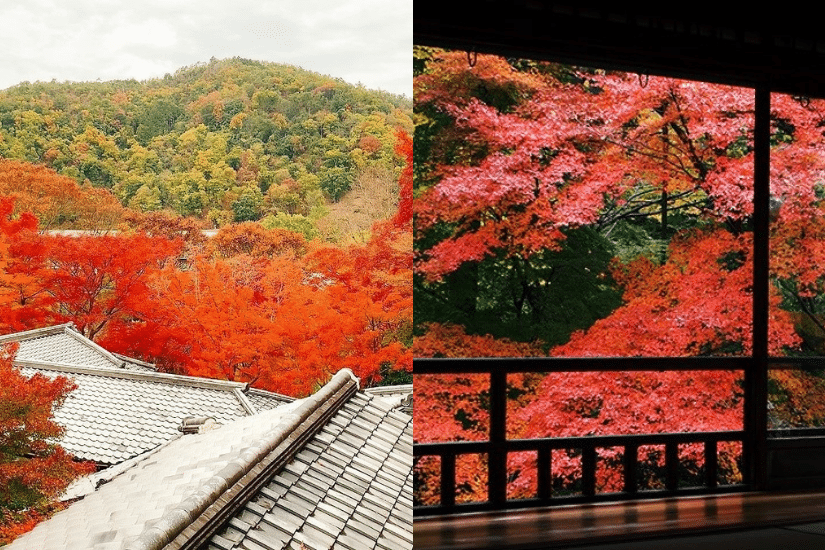 關西賞楓